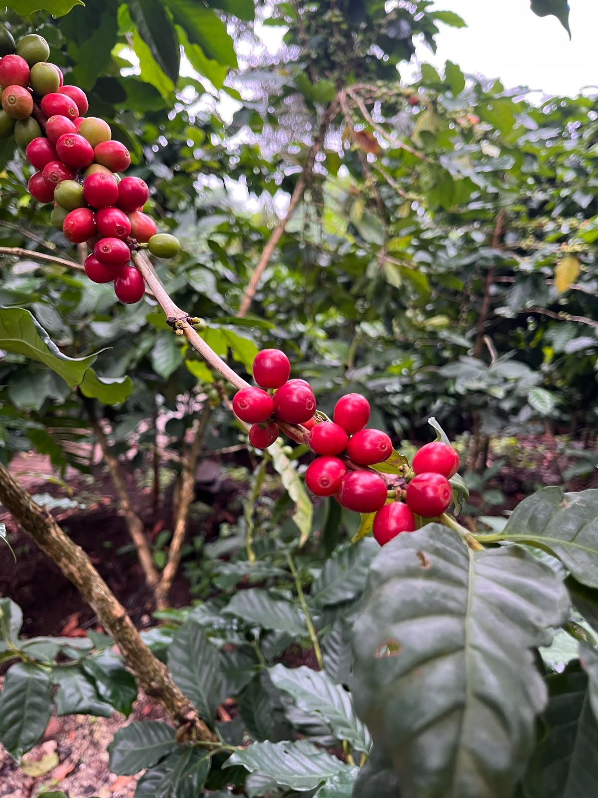 Coffee Farm Tour