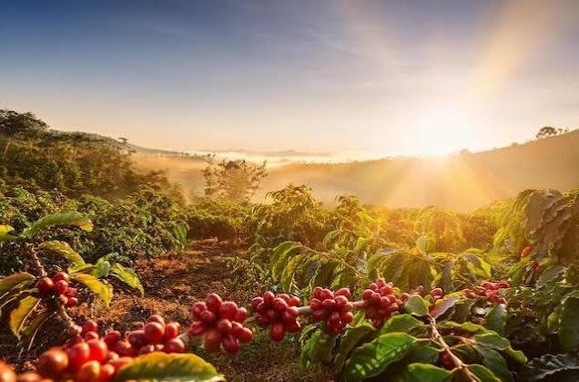 Coffee Farm Tour